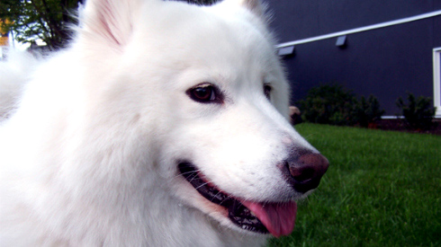 Pearl The Samoyed, Sniff Seattle Dog Walkers, Dog Boarding In Seattle