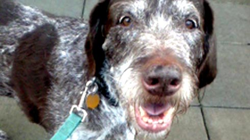 Sniff Seattle Dog Walkers, Dog Walking In Seattle, Boarding