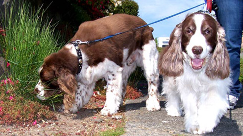Bothell Dog Walkers , Sniff Seattle Dog Walkers, Springer Spaniels