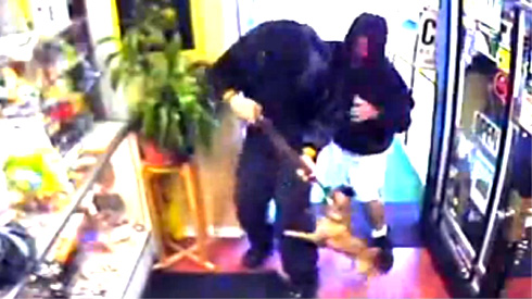 Chihuahua Fights Off Armed Robbers, Sniff Seattle Dog Walkers, Videos