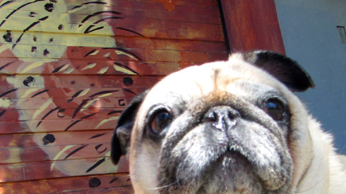 Pug Photos, Street Art, Sniff Seattle Dog Walkers