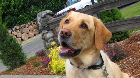 Sniff Seattle Dogs, Dog Walker Kirkland, Dog Quotes