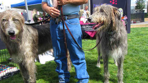 Sniff Seattle Dog Walkers, Bark At Marymoor Park, Phish