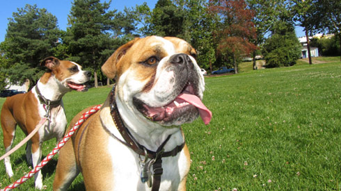 Sniff Seattle Dogs, Dog Quotes, Bulldogs
