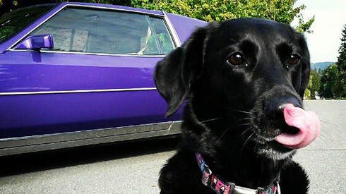 Dog Photos, Secret Doggy Dogg, Sniff Seattle Dogs