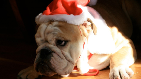 Christmas Dogs, Bulldogs, Dog Quotes
