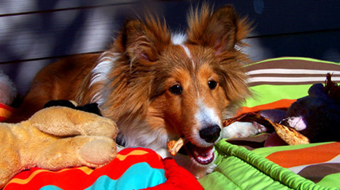 Shelties, Sniff Seattle Dogs, Dog Photos