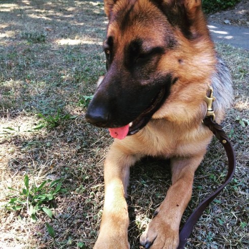 Sasha, German Shepherd, Puppy