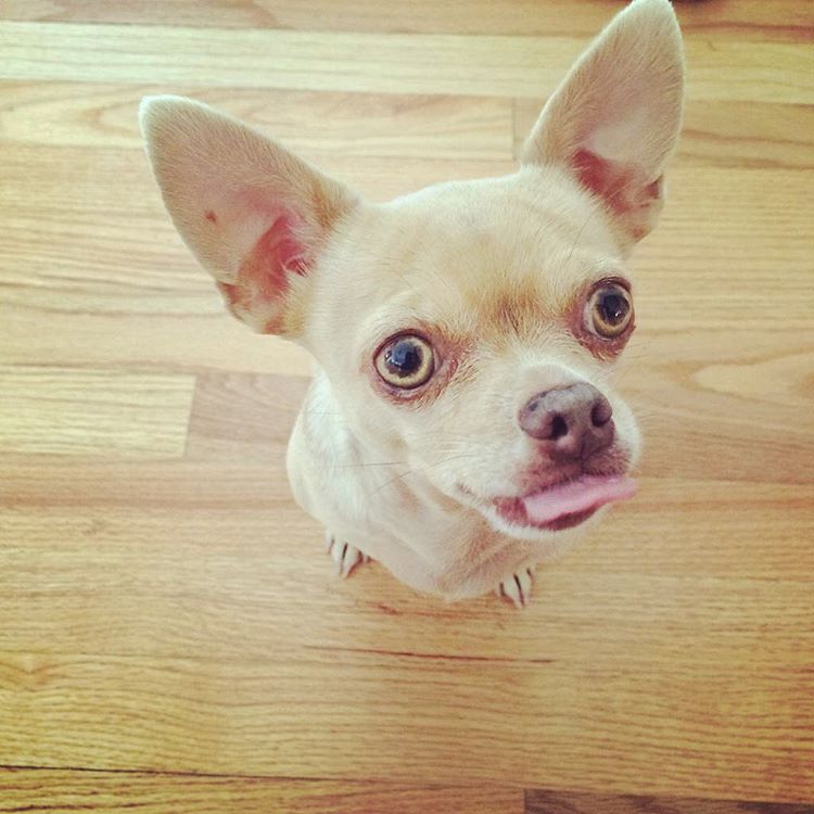 Chihuahua, Tongue Out