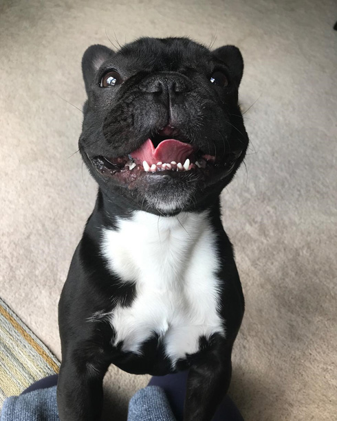 Happy Frenchie Puppy Care Seattle
